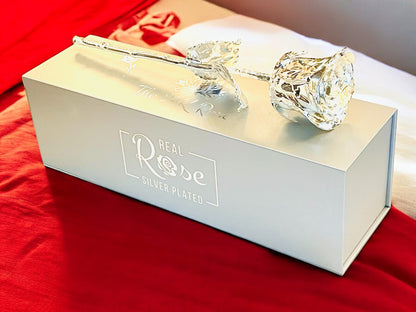 Silver Plated Real Rose (Long stem)