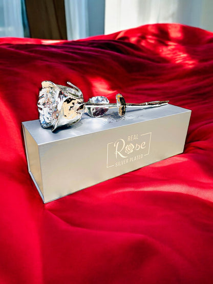 Silver Plated Real Rose (Long stem)